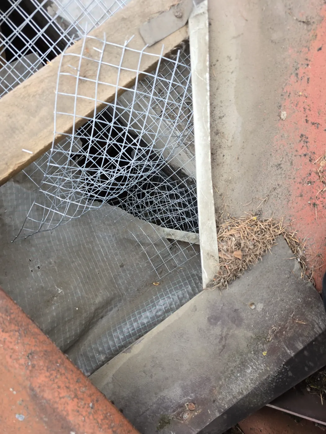 Zabezpieczanie dachu przed kunami i szopami (6)