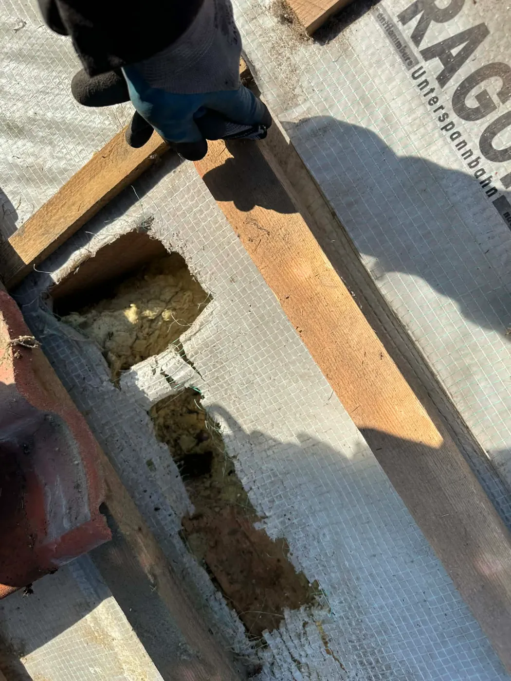 uszkodzony dach przez szkodniki (1)