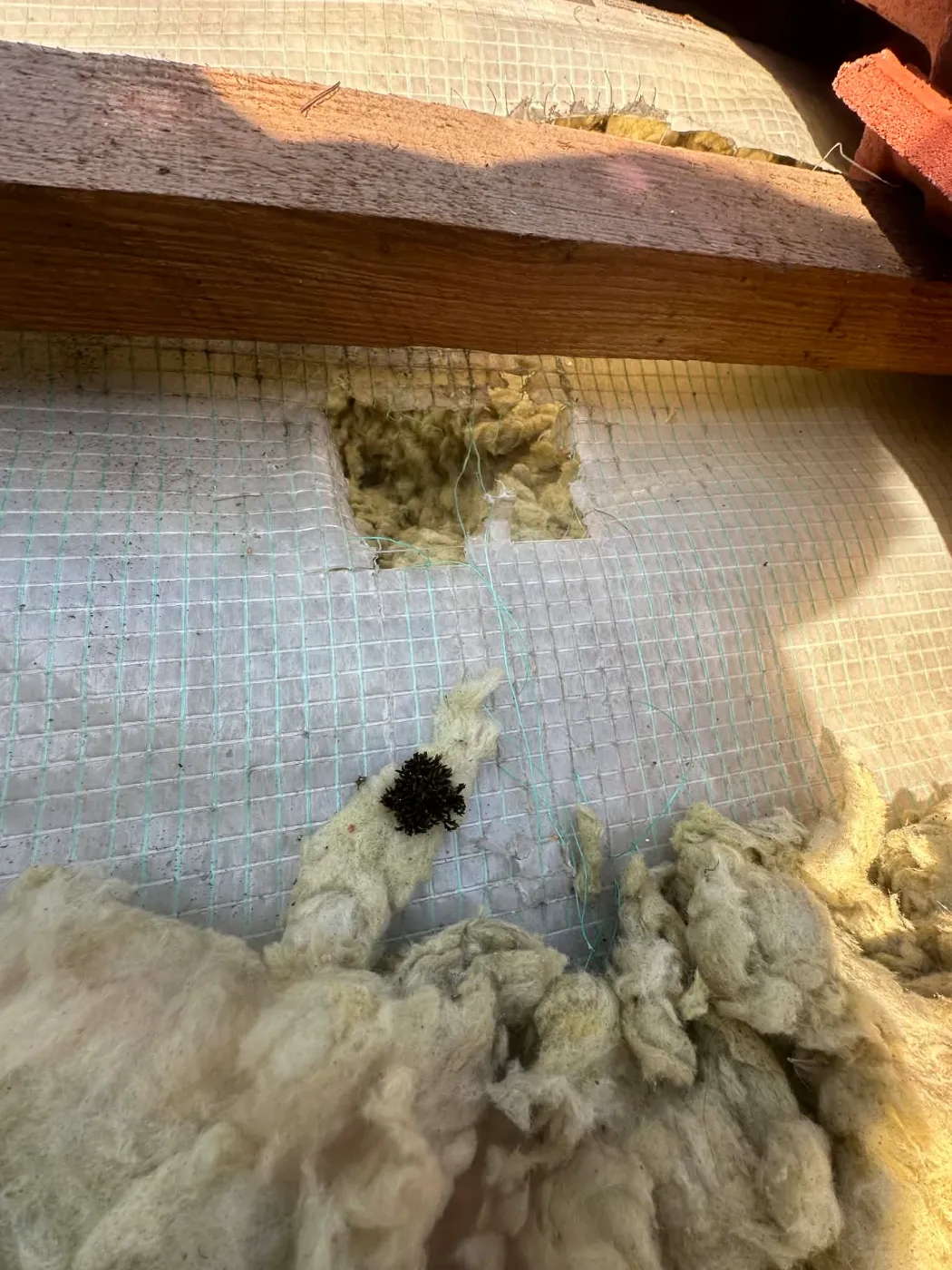 uszkodzony dach przez szkodniki (2)