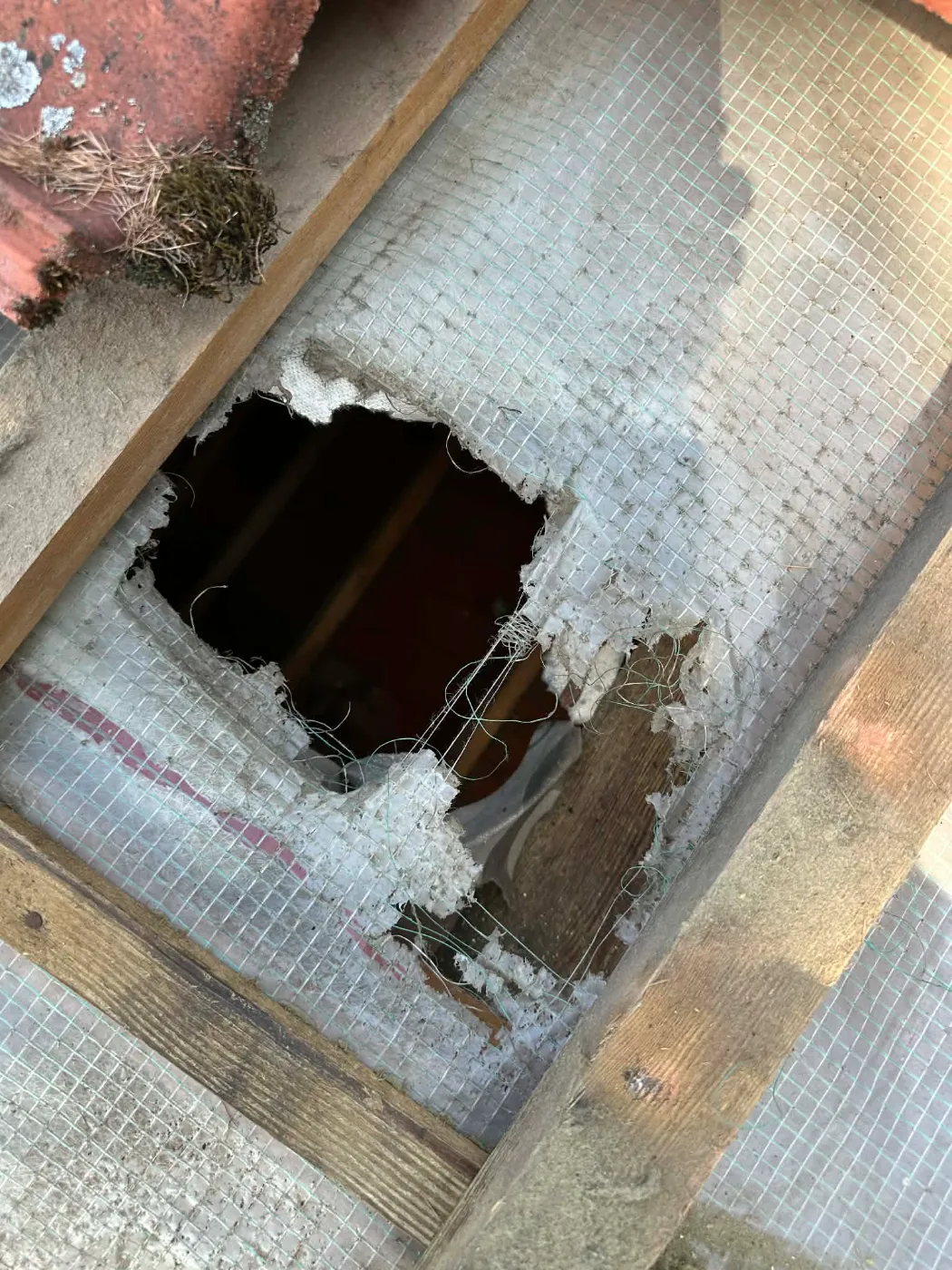 uszkodzony dach przez szkodniki (4)