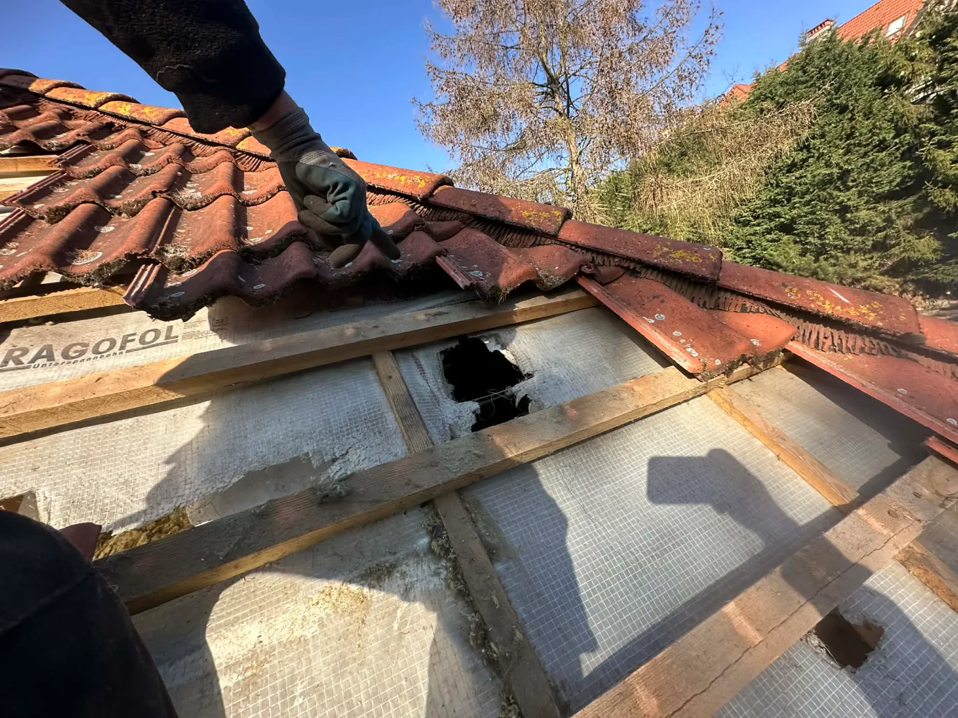 uszkodzony dach przez szkodniki (5)
