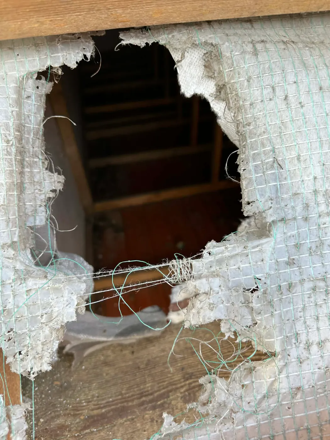 uszkodzony dach przez szkodniki (6)