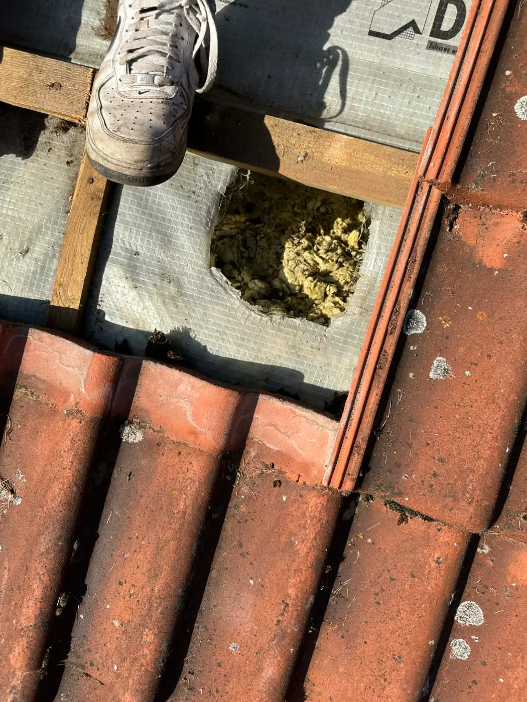 uszkodzony dach przez szkodniki (7)